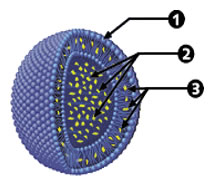 NLP Liposome